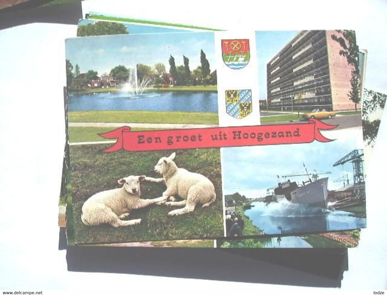 Nederland Holland Pays Bas Hoogezand Met Schapen En Tewaterlating - Hoogezand