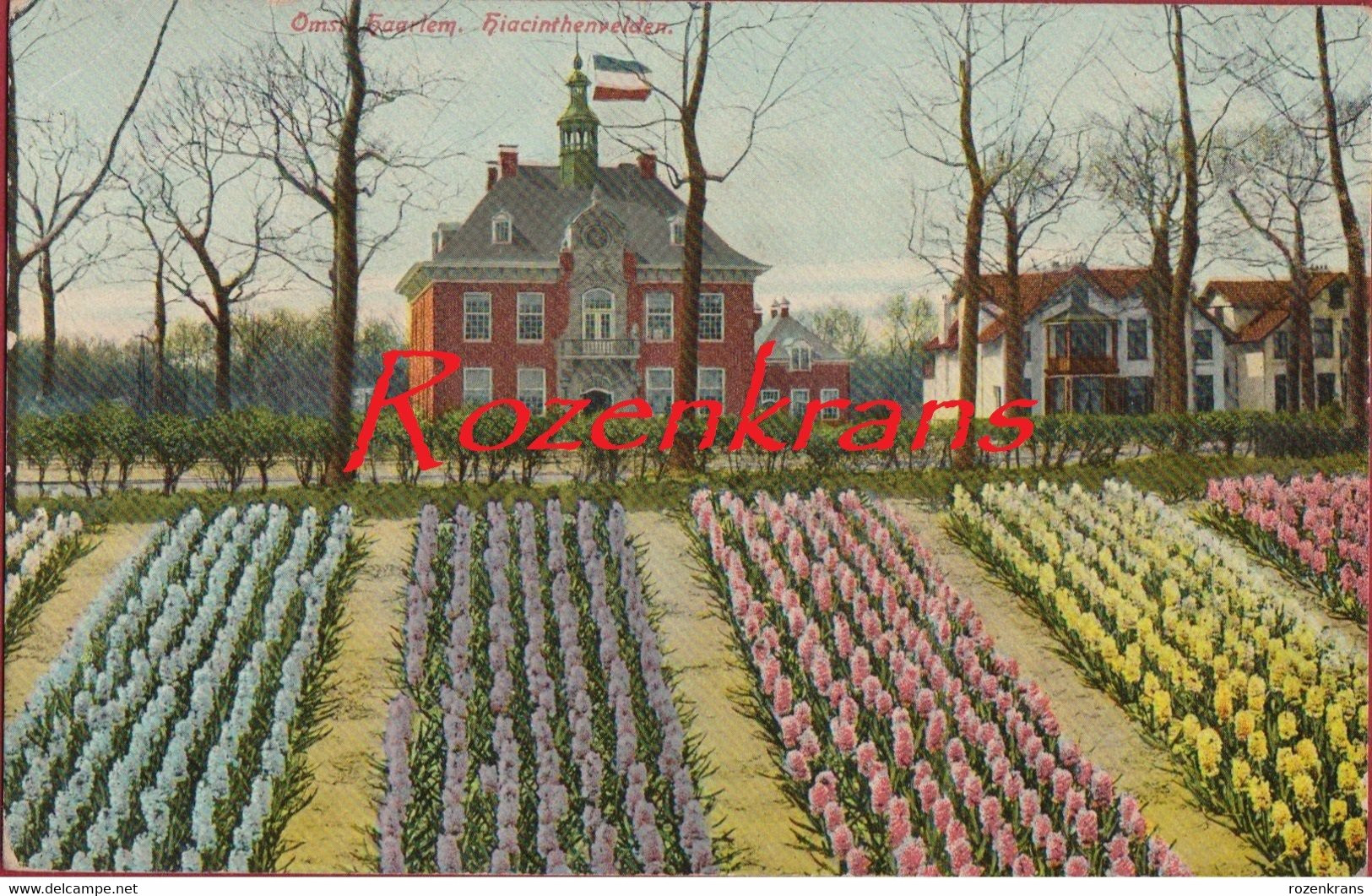 Haarlem Nederland Hiacinthvelden Hiacinth Hiacint Flowers Fleurs Bloemen Bloem Fields (kreukje) - Haarlem