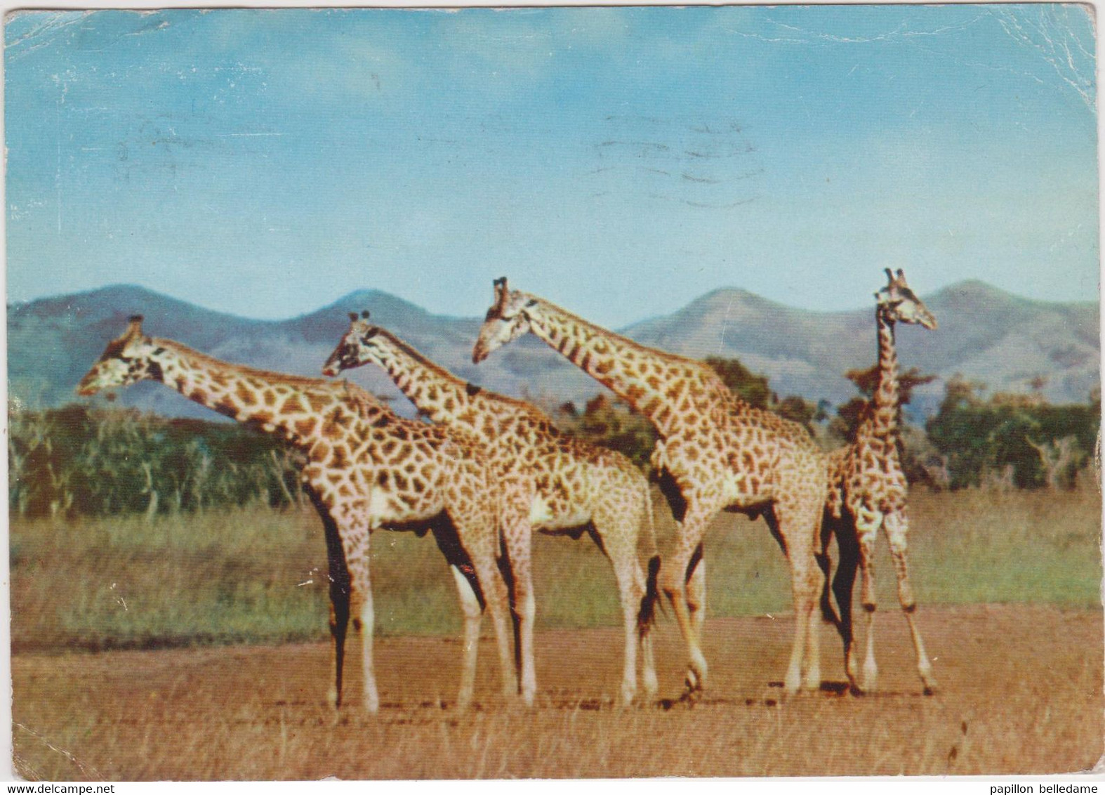 BASUTOLAND  Giraffes - Lesotho