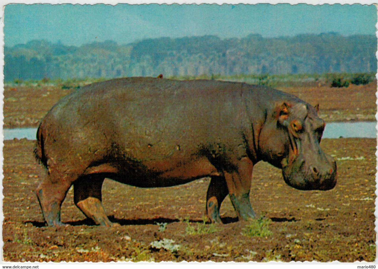 IPPOPOTAMO           (AFRICA)      (NUOVA) - Hippopotames