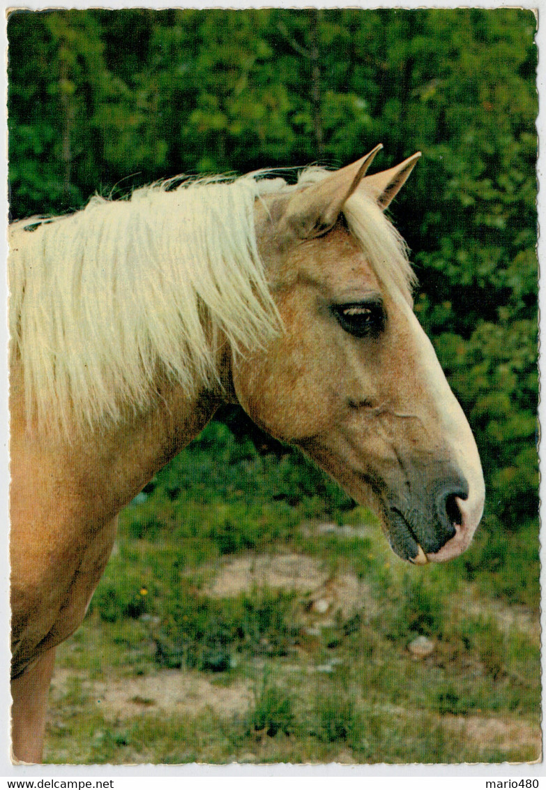 TESTA   DI  CAVALLO       (NUOVA) - Chevaux