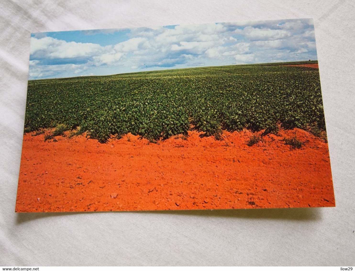 CPA Canada Prince Edward Island Albany Potato Field - Other & Unclassified