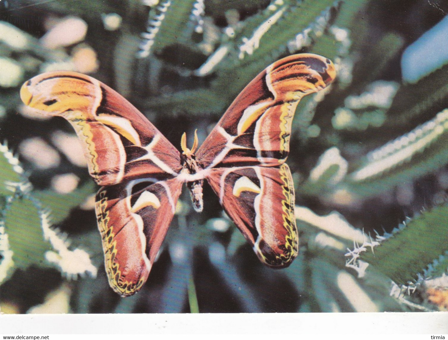 Papillon Des Tropiques - Centrafrique - Bangui - 1964 - Papillons