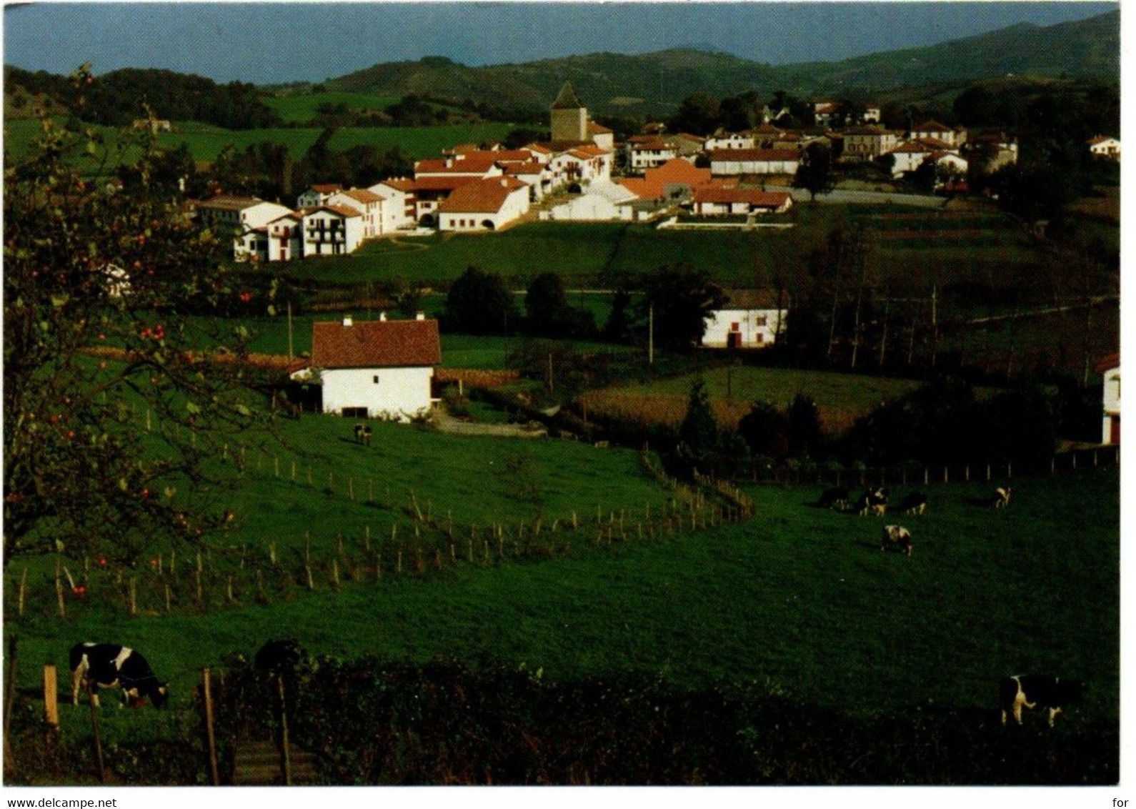 Pyrénées Atlantiques : SARE : Village Basque De Traditions : Animée - Vaches - Sare