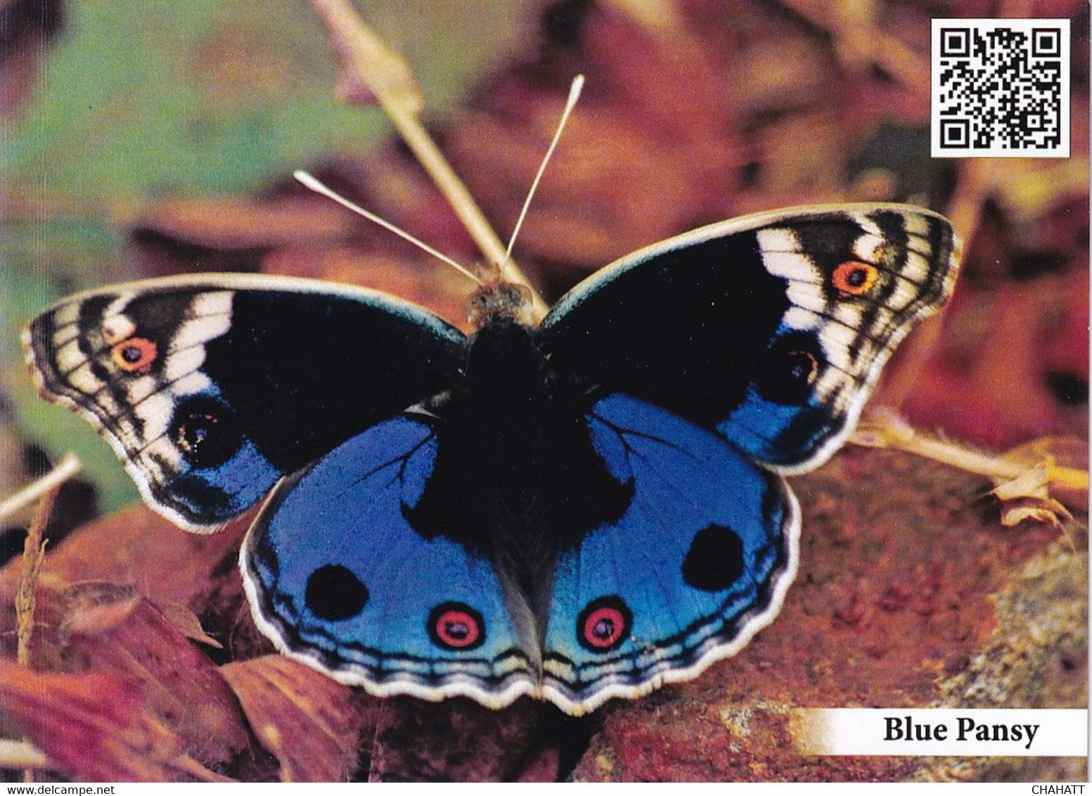 BUTTERFLY- BLUE PANSY -  PPC WITH QR CODE-WILDLIFE DIVERSITY-BONDLA SANCTUARY-GOA CIRCLE-INDIA-MNH-MNC-211 - Papillons