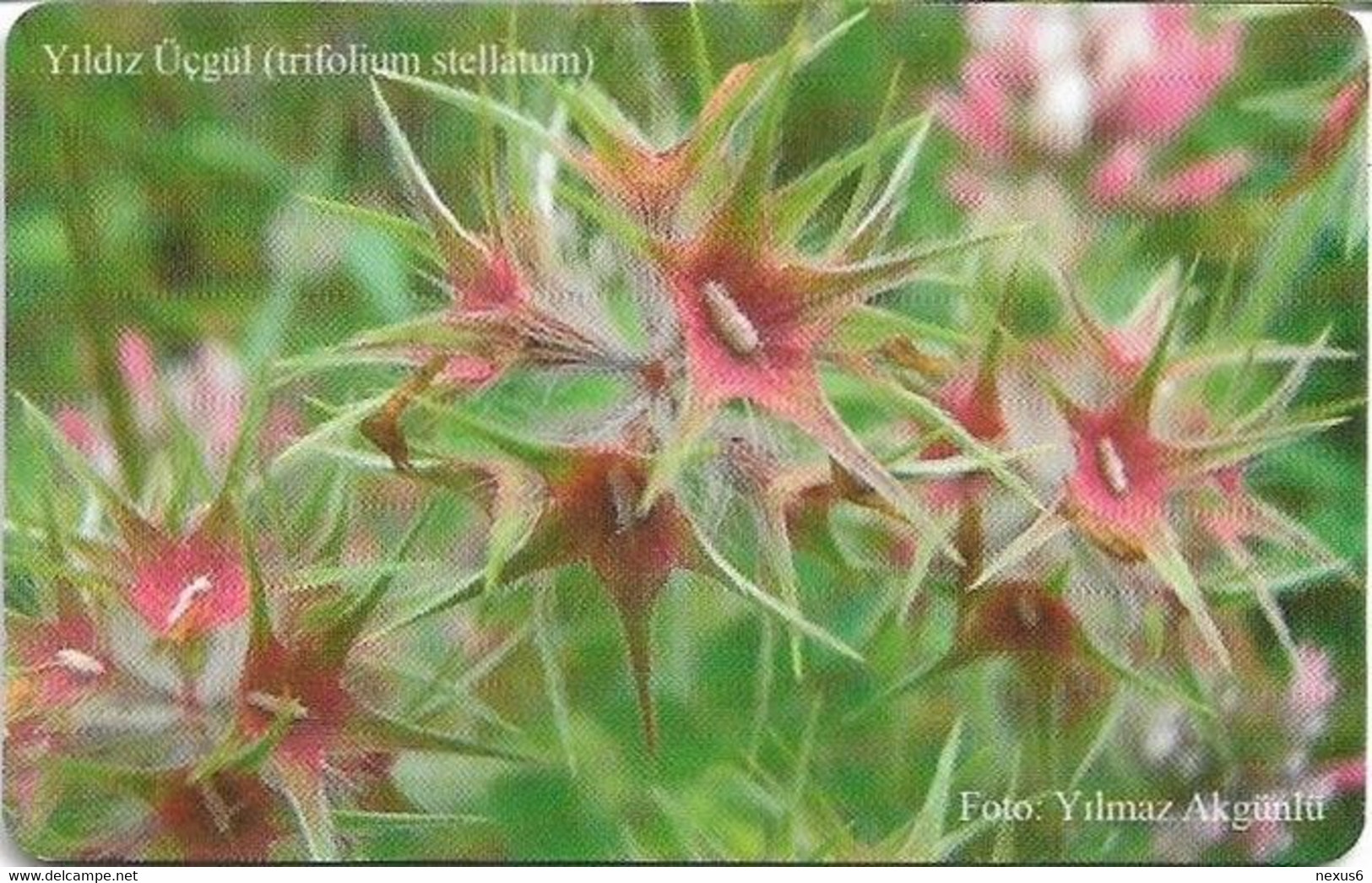 North Cyprus - K.K.T.C. (Chip) - Flowers 5/5, Yildiz Üçgül (Trifolium Stellatum), Gem5 Red, 11.1997, 1.000ex, Mint - Cyprus