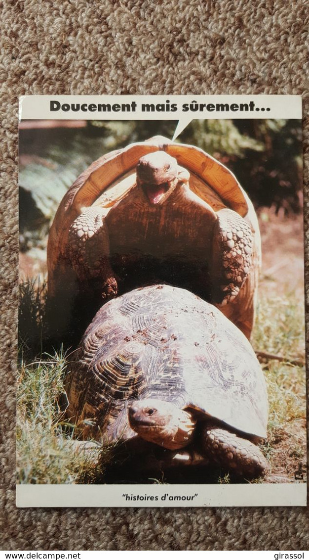 CPM TORTUE COPULANT HISTOIRES D AMOUR PHOTOTHEQUE ANIMOTS ARMORIMAGE 832 - Turtles