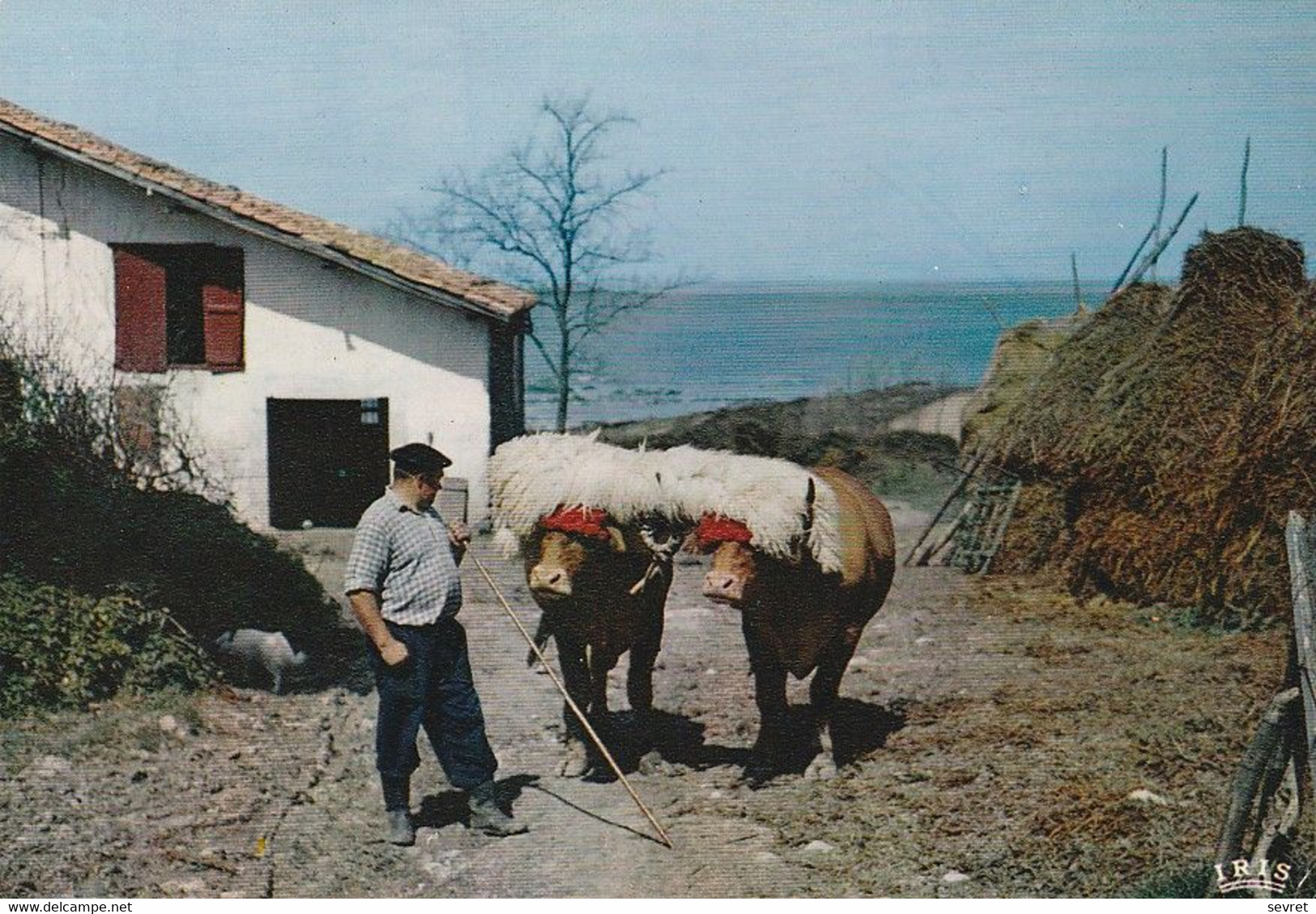 Attelage De Boeufs Au Pays Basque. CPM - Attelages