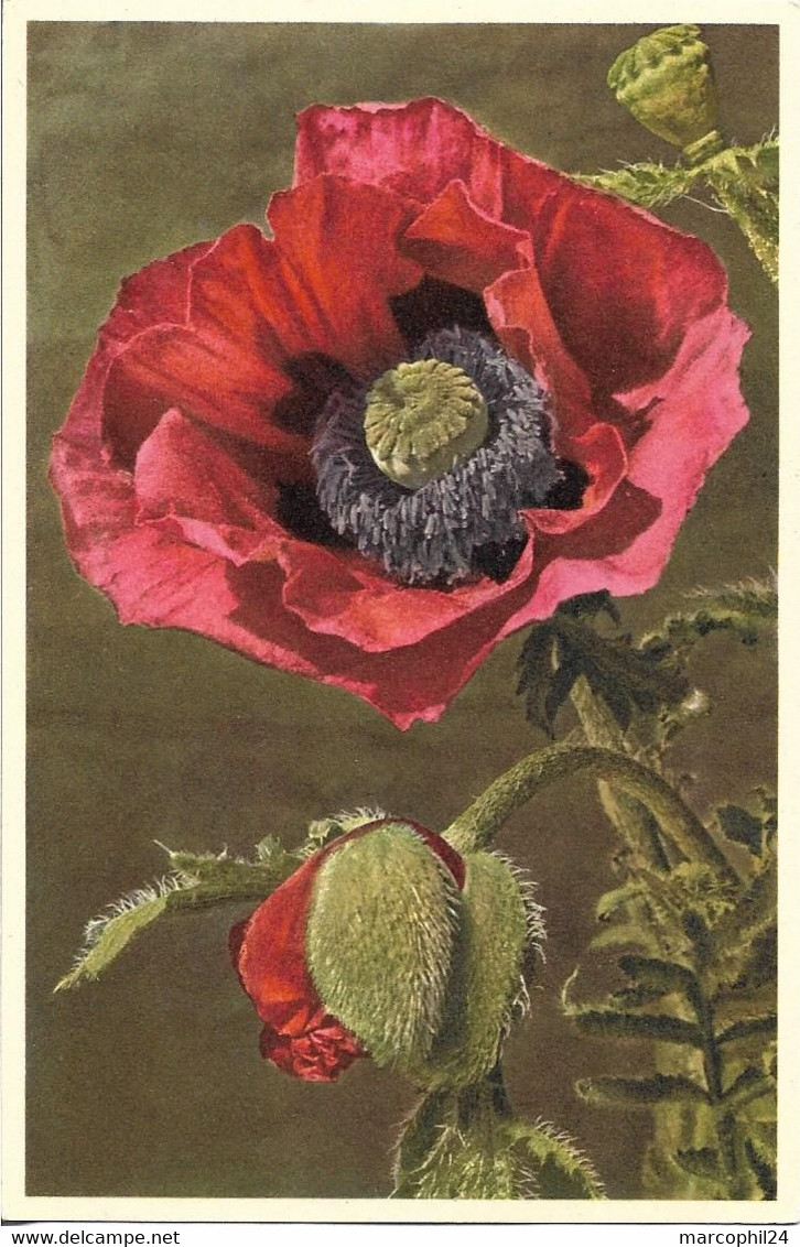 FLORE + Carte Postale Neuve THOR E GYGER + N° 1100 : Papaver Bracteatum Lindl. - Pavot à Bractées + Imprimé En Suisse - Fiori