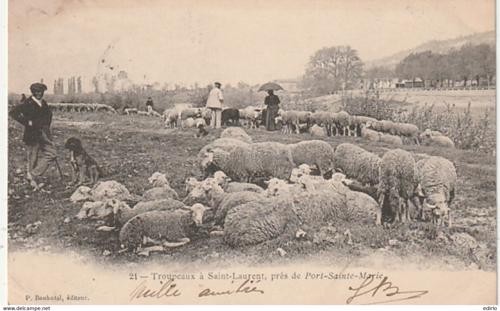 *** 47  ***    Troupeaux à Saint - Laurent, Près De Port Sainte Marie  1902  -TTB - Breeding