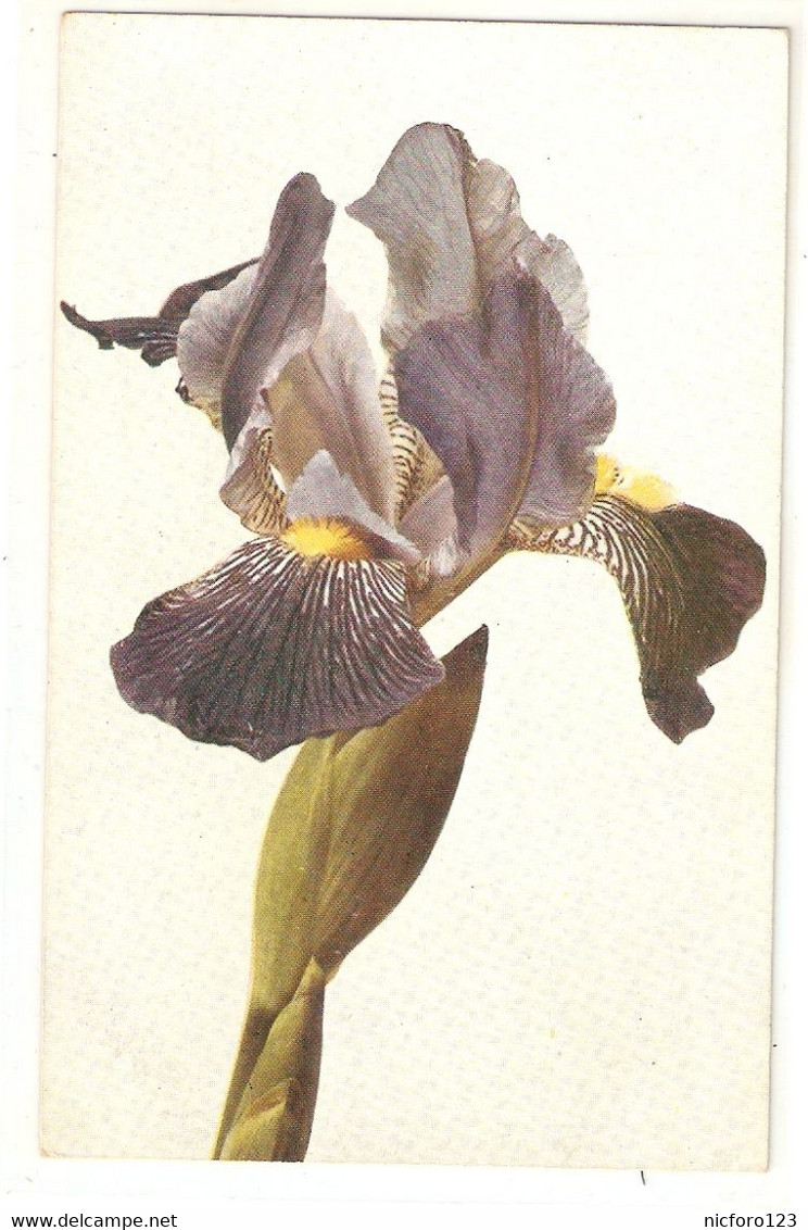 "Lily Flowers" . Iris Varigata" Old Vintage German Postcard - Fleurs