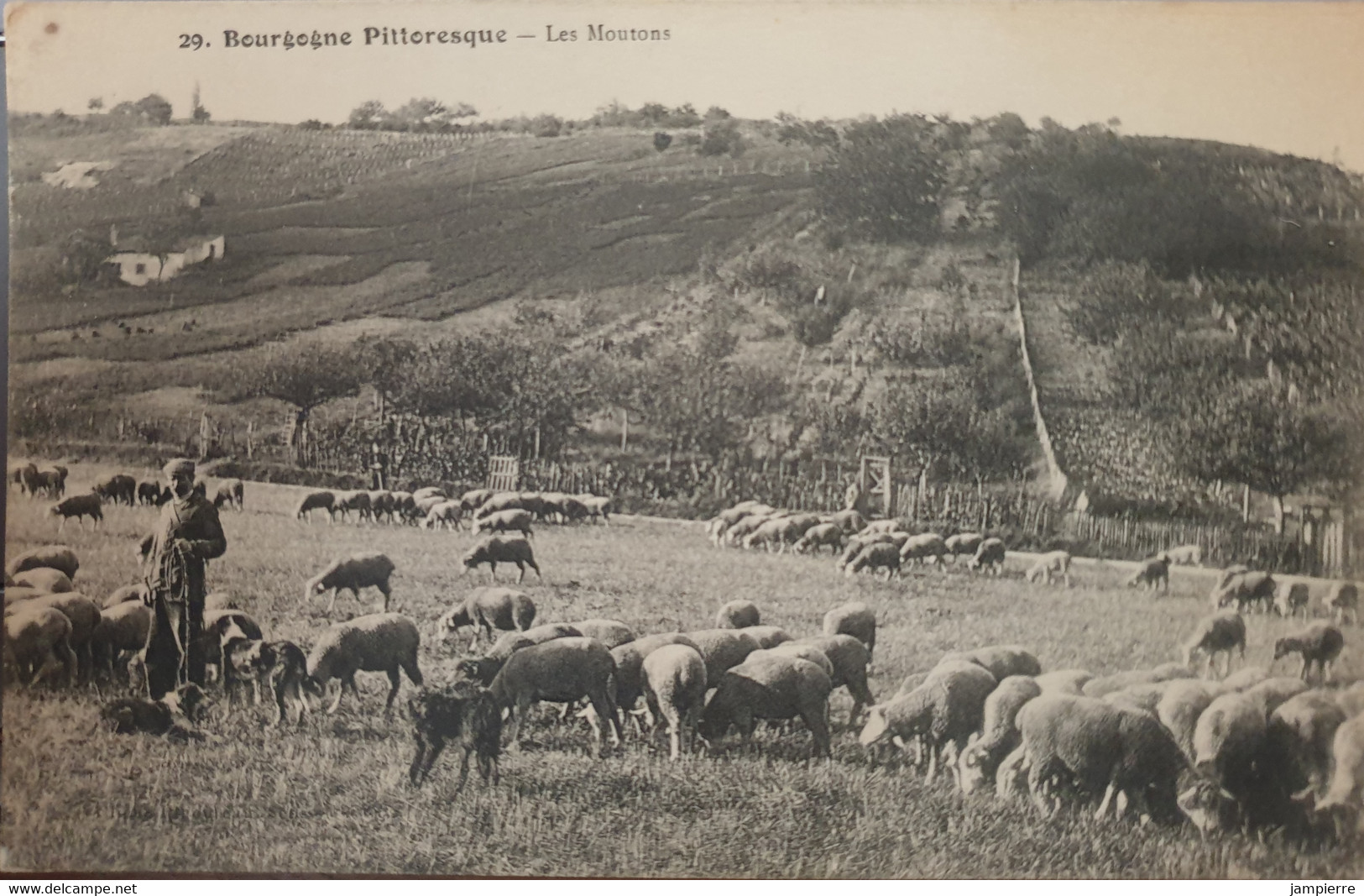 29. Bourgogne Pittoresque - Les Moutons - Crías