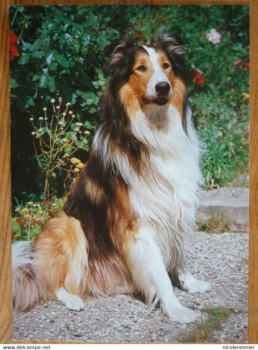 AK Hund Collie - Dogs