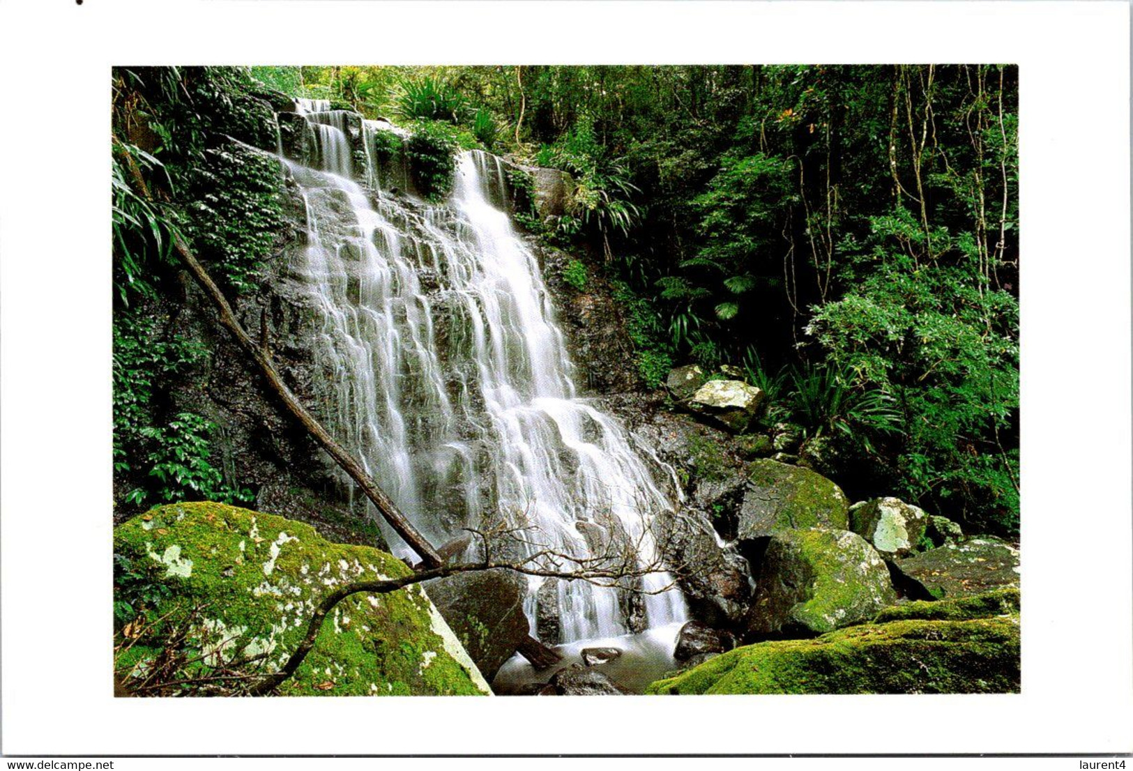 (5 A 24) Australia - QLD - Selva Fall - Gold Coast