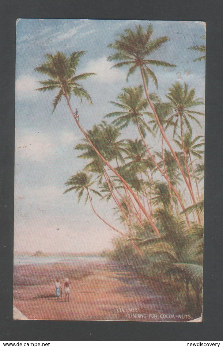 Climbing For Cocoanuts Picture Postcard CEYLON COLOMBO Censored To Japan - Ceylon (...-1947)
