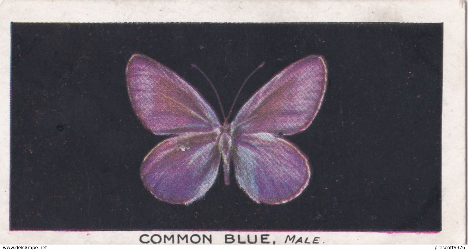 8 Common Blue - British Butterflies 1926 -  Phillips Cigarette Card - Original - Phillips / BDV