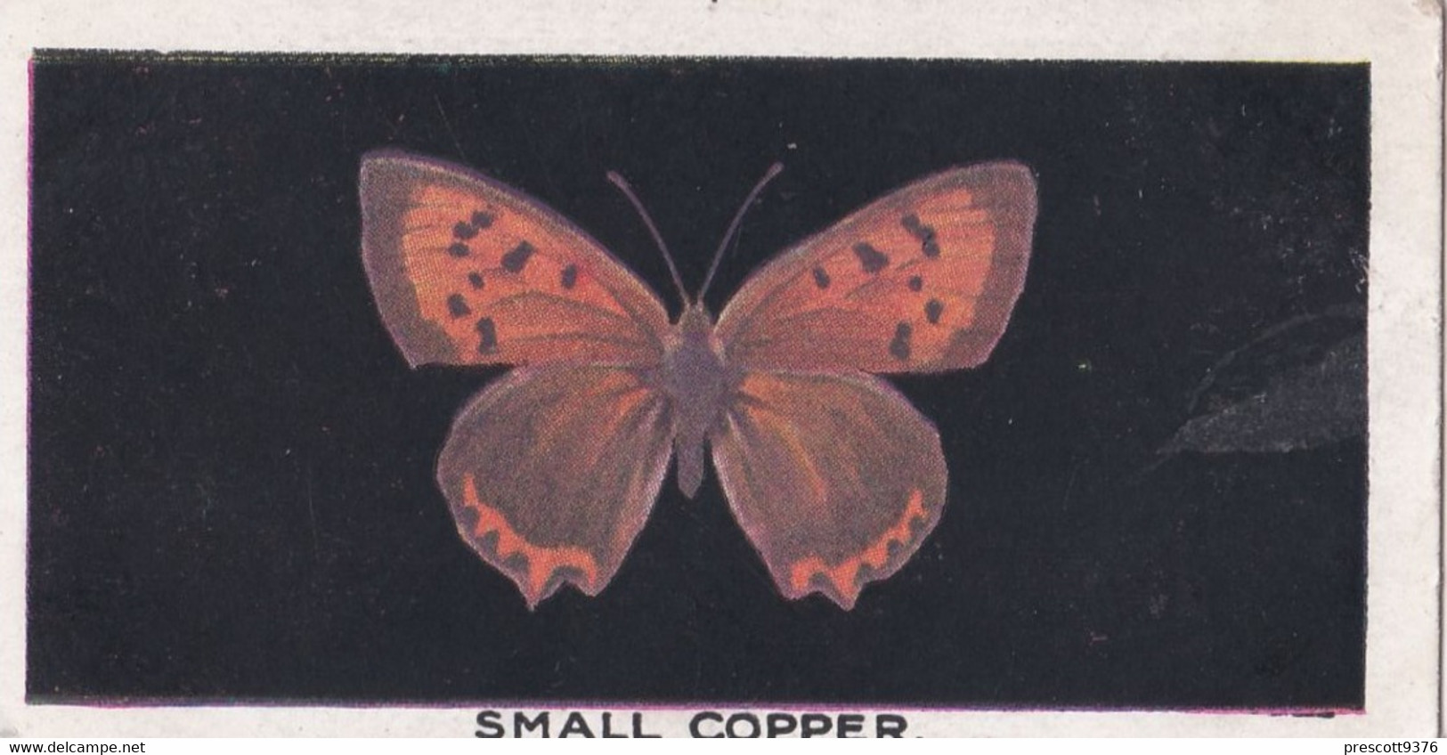 4 Small Copper - British Butterflies 1926 -  Phillips Cigarette Card - Original - Phillips / BDV
