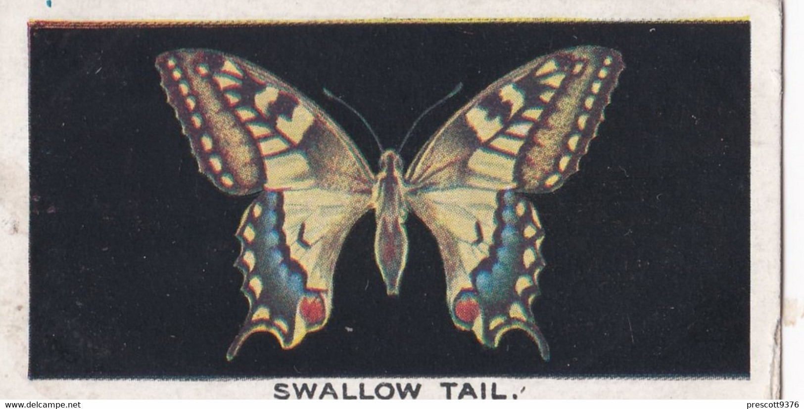 1 Swallow Tail - British Butterflies 1926 -  Phillips Cigarette Card - Original - Phillips / BDV