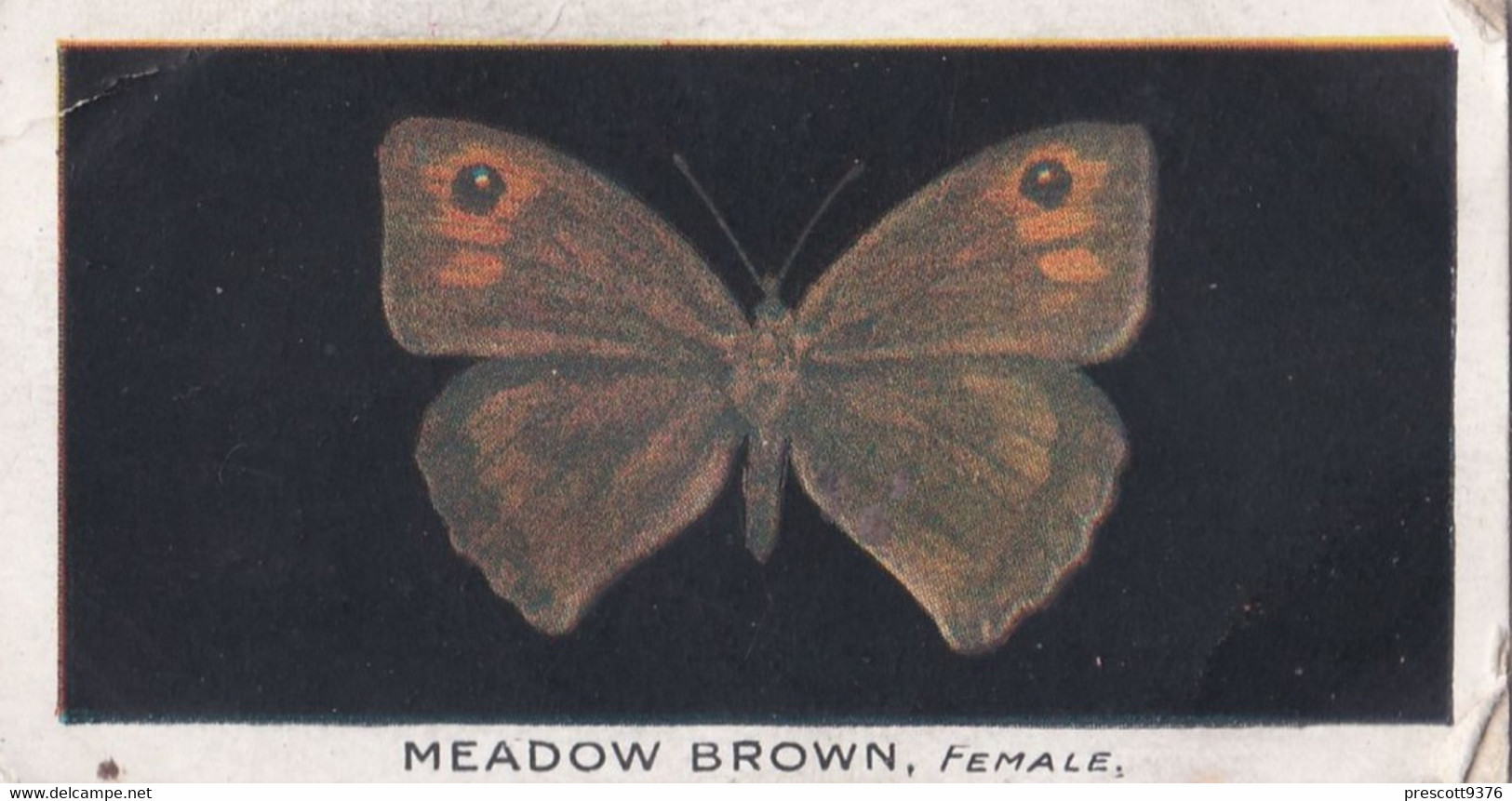 12 Meadow Brown - British Butterflies 1926 -  Phillips Cigarette Card - Original - Phillips / BDV