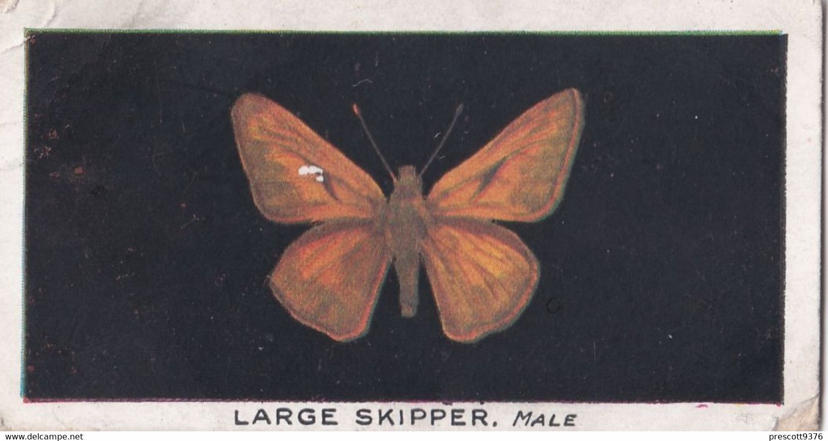 10 Large Skipper - British Butterflies 1926 -  Phillips Cigarette Card - Original - Phillips / BDV
