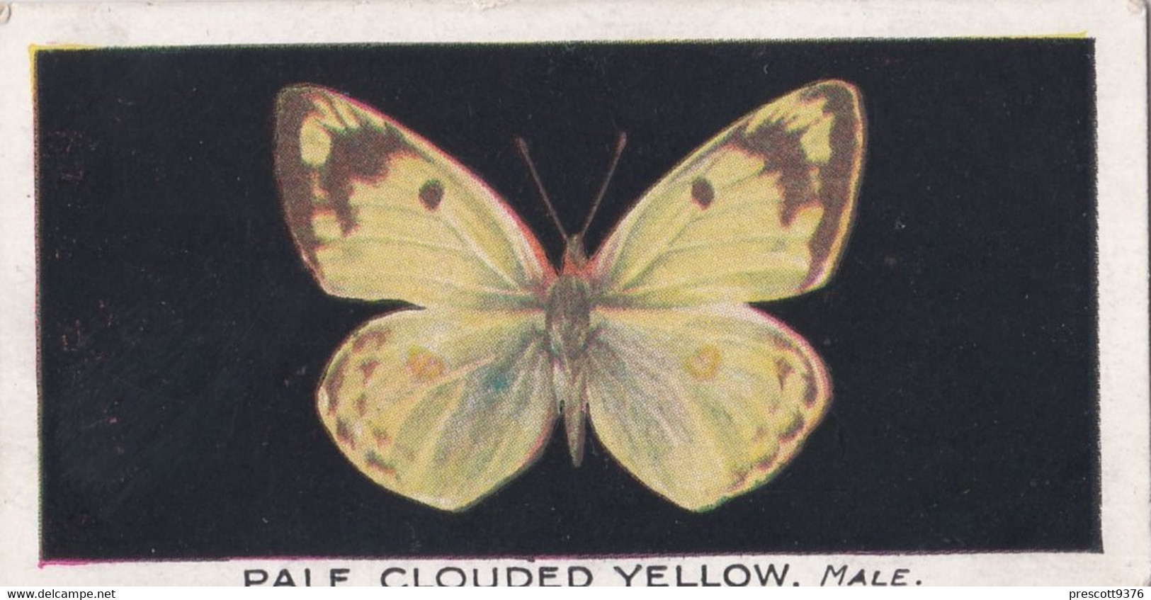 9 Pale Clouded Yellow - British Butterflies 1926 -  Phillips Cigarette Card - Original - Phillips / BDV