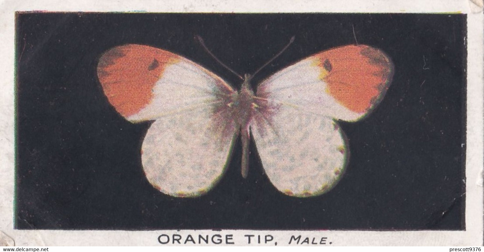 11 Orange Tip - British Butterflies 1926 -  Phillips Cigarette Card - Original - Phillips / BDV