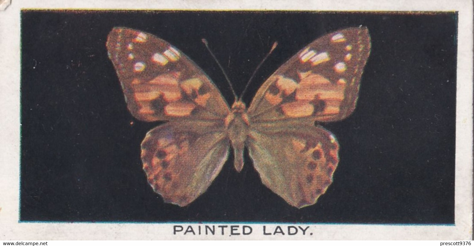 7 Painted Lady - British Butterflies 1926 -  Phillips Cigarette Card - Original - Phillips / BDV