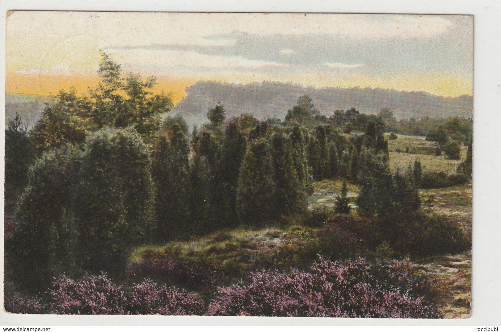 Lüneburger Heide, Wachholderlandschaft Bei Elferdingen - Lüneburger Heide