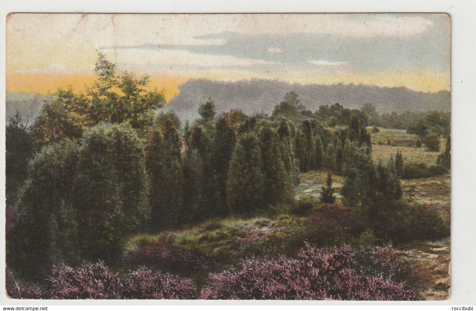 Lüneburger Heide, Wachholderlandschaft Bei Elferdingen - Lüneburger Heide