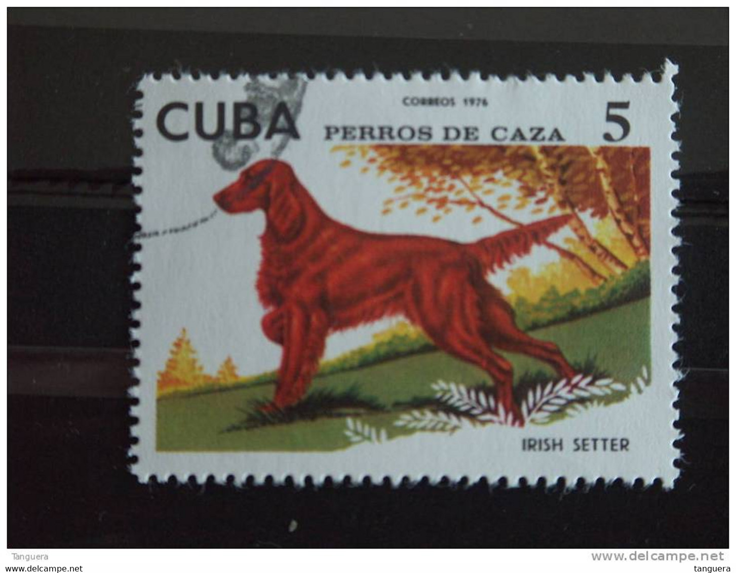 Cuba 1976 Chien De Chasse Jachthonden Setter Irlandais Yv 1907 O - Used Stamps