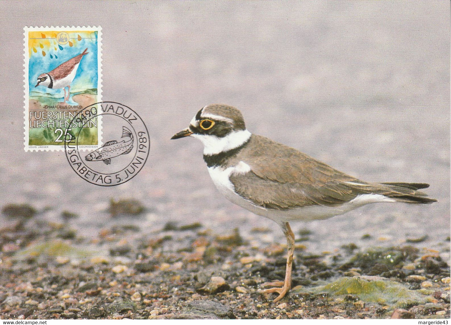 LIECHENSTEIN CARTE MAXIMUM 1989 OISEAU PETIT GRAVELOT - Sparrows