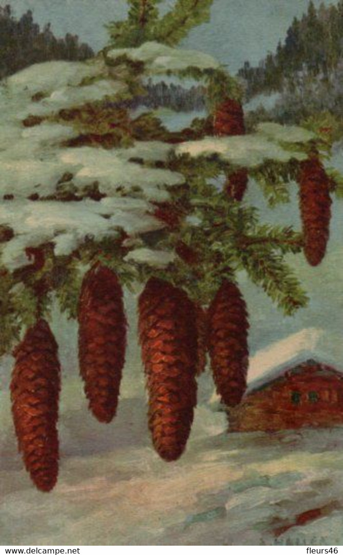 Belle Illustrée Signée Haller : Pommes De Pins Dans La Neige - Haller, A.