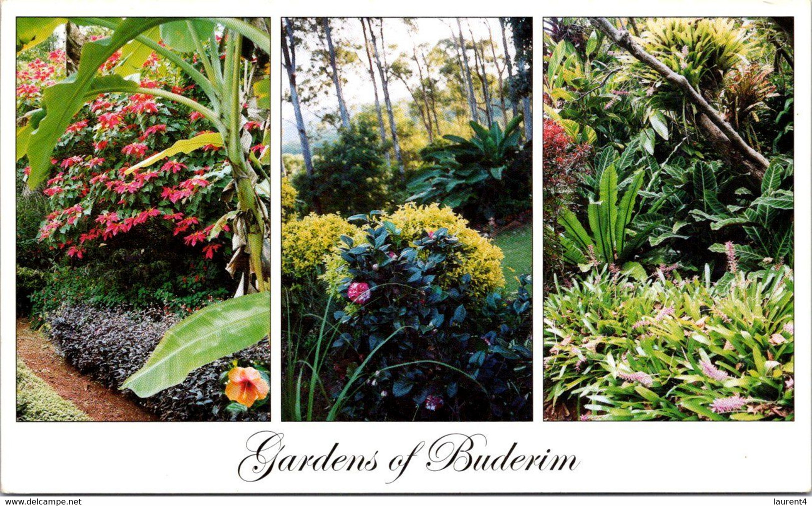 (5 A 32) Australia - QLD - Buderin Garden - Sunshine Coast