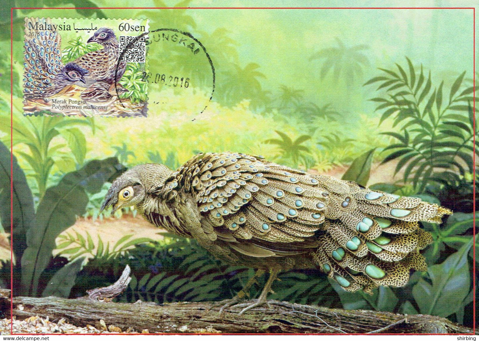 8A :  Carte Maximum Card Malaysia- Peacock Pheasant, Beautiful Feather - Pauwen