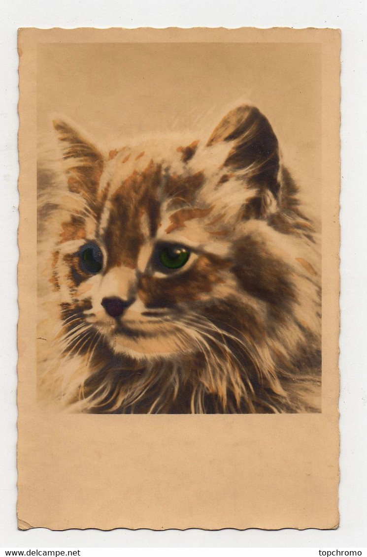 Carte Postale Chat Tête - Fialkowska, Wally