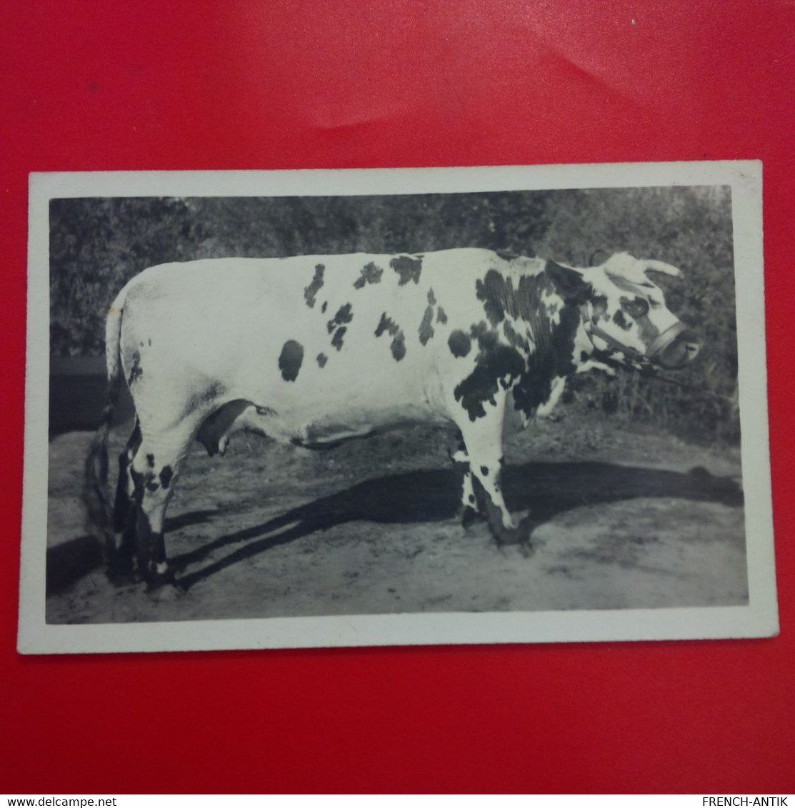 CARTE PHOTO A IDENTIFIER VACHE - Cows