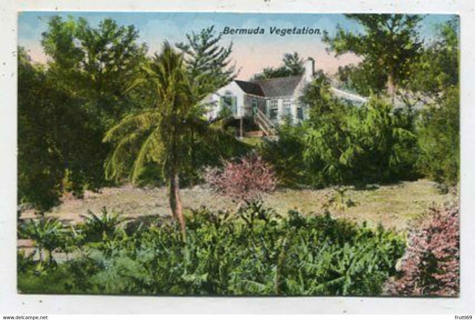 AK 04326 BERMUDA - Vegetation - Bermuda