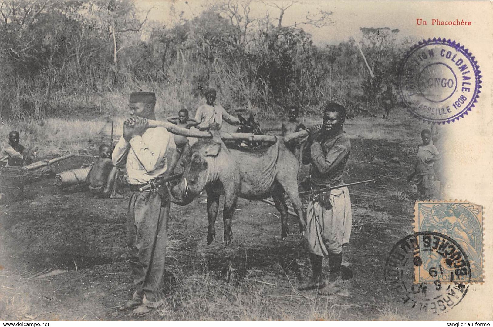 CPA CONGO UN PHACOCHERE - Congo Français