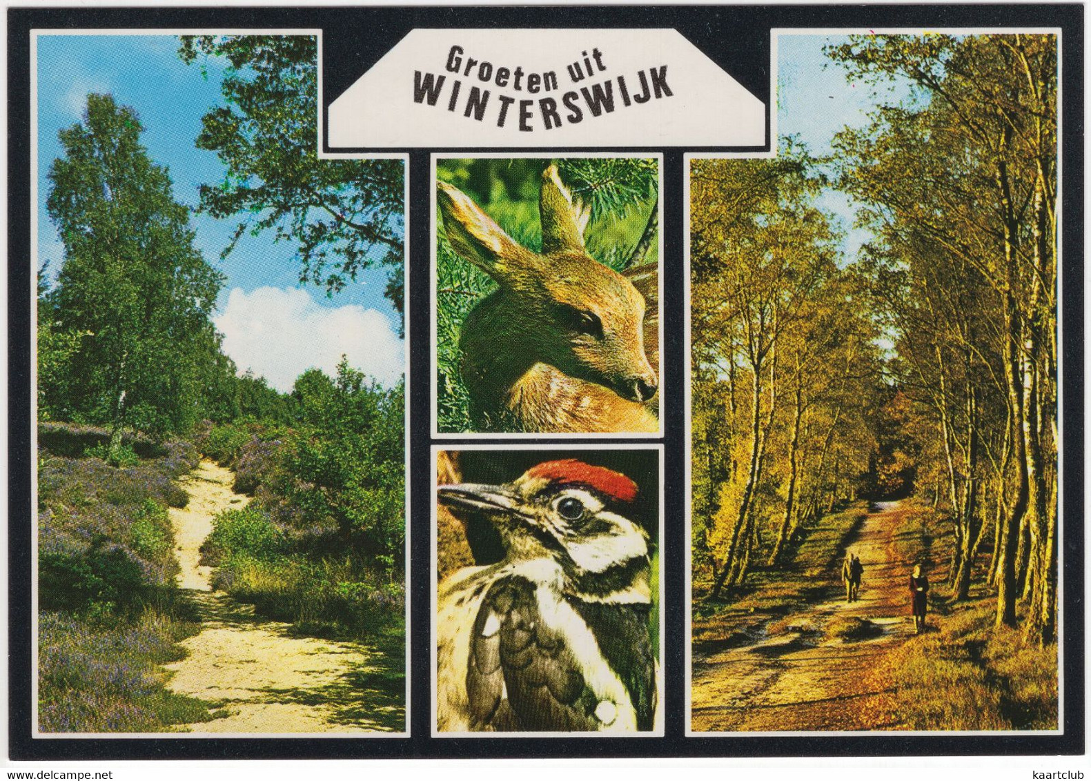 Groeten Uit Winterswijk  - Specht, Reekalf, Natuur - (Nederland / Holland) - Nr. 768 - Winterswijk