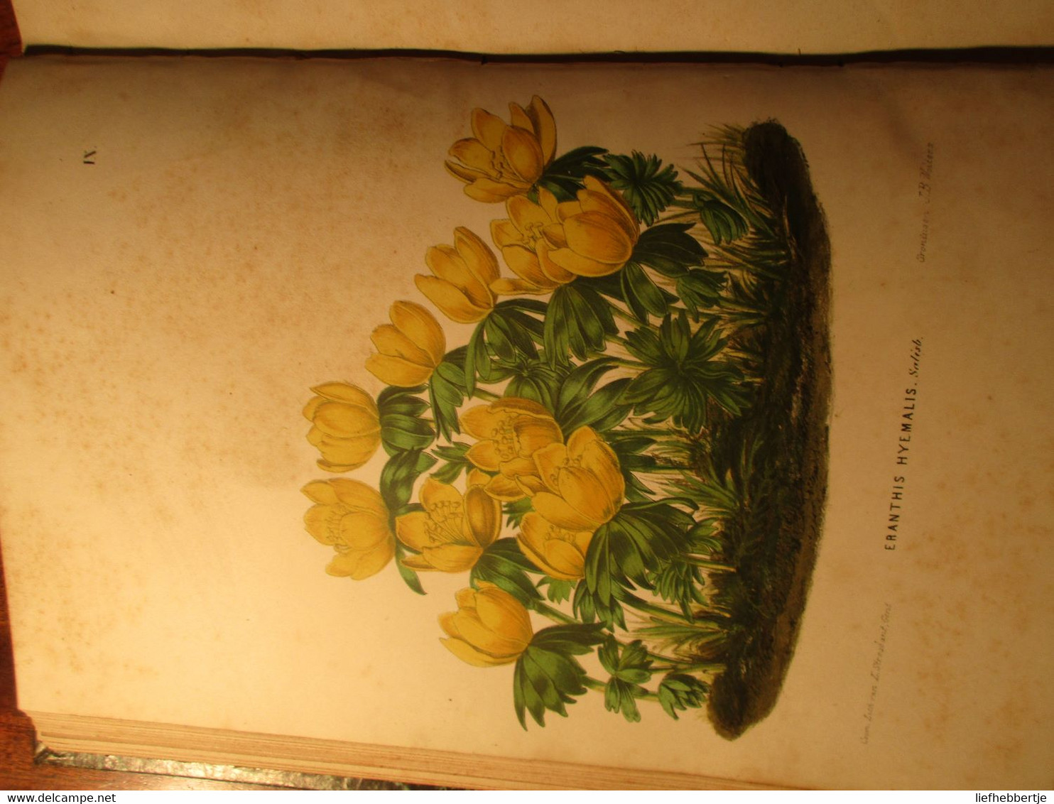 Neerlands plantentuin - sierplanten voor tuin en kamer - door C. Oudemans - 1865 - deel 1 - bloemen
