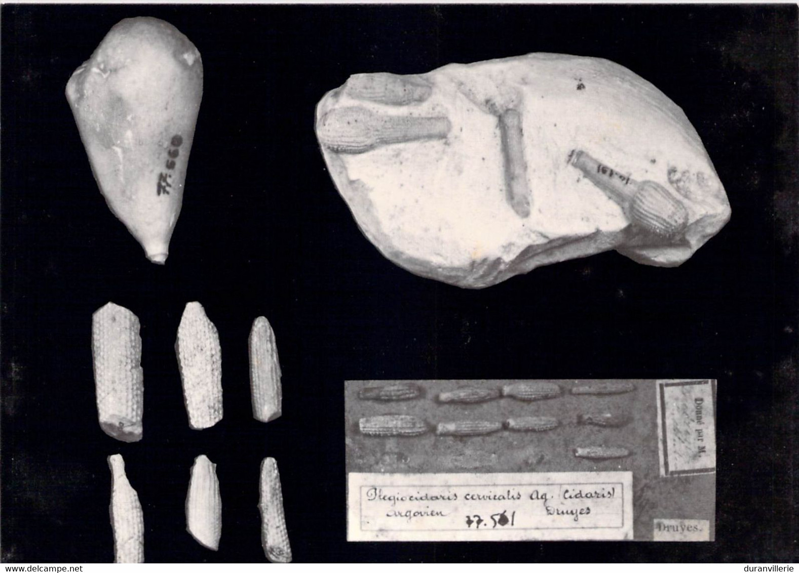 89 Musée D'histoire Naturelle D'Auxerre Radioles D'oursins Réguliers (Cidaris). - Auxerre