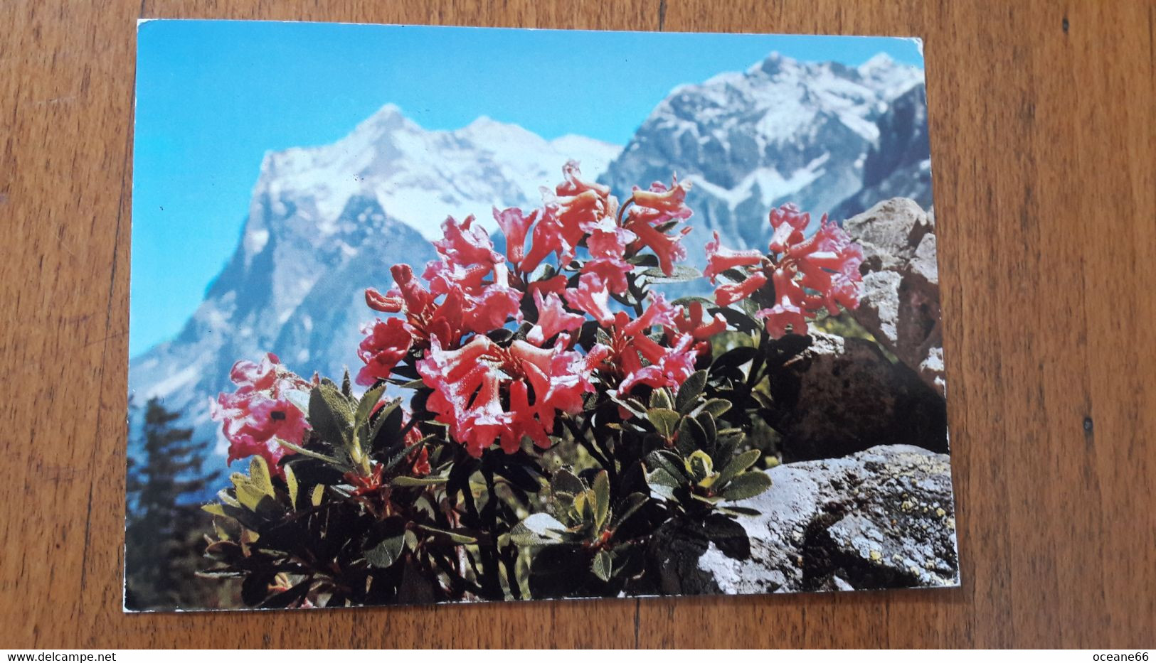 Fleurs Bewimperte Alpenrose Rhododendron Hirsutum - Bloemen