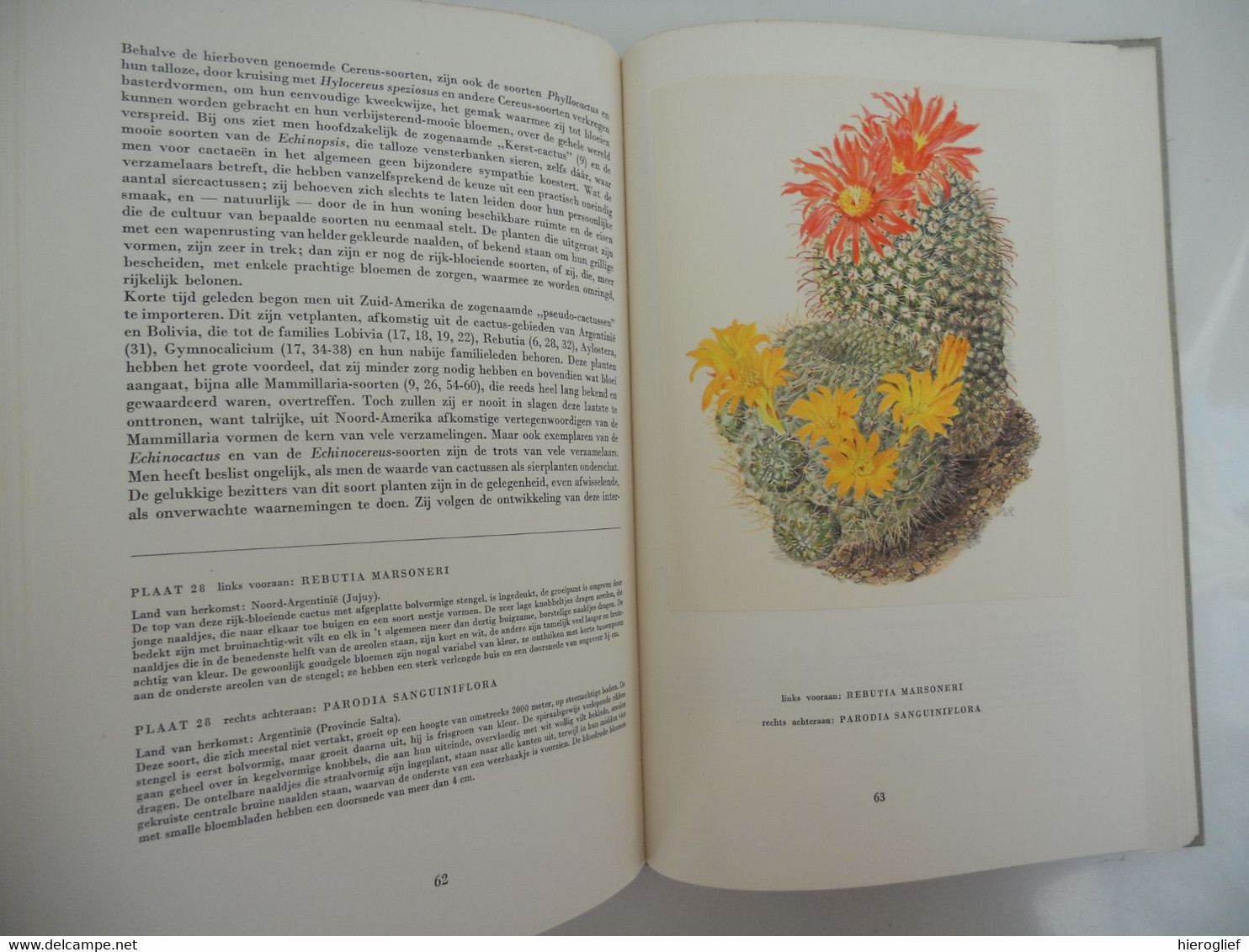 Artis album Cactussen met alle prenten - uitgave 1954 VOLLEDIG!! bloemen nut naalden vruchten zaden