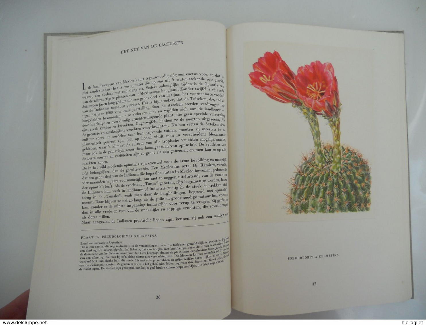 Artis album Cactussen met alle prenten - uitgave 1954 VOLLEDIG!! bloemen nut naalden vruchten zaden