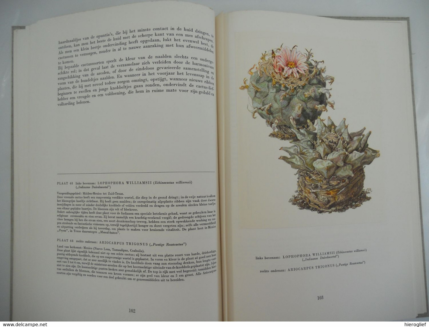 Artis album Cactussen met alle prenten - uitgave 1954 VOLLEDIG!! bloemen nut naalden vruchten zaden