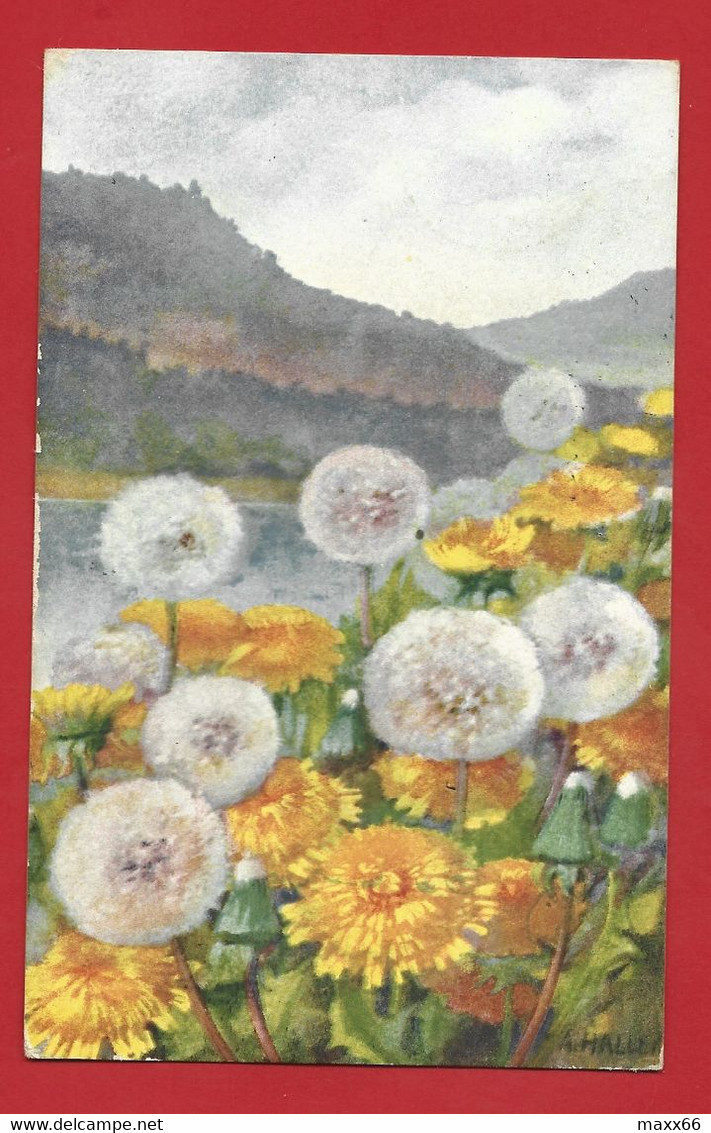 CARTOLINA VG ITALIA - ILLUSTRATA HALLER - Fiori Di Campo - Soffioni - 9 X 14 - 1921 AMB TORINO PIACENZA CENSURA - Haller, A.