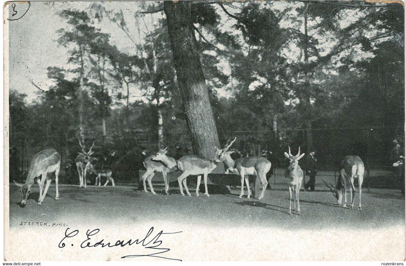 Lot 9 cartes Postales CPA AAK Deer fawn cerf hert Hirsch cervo veado ciervo La Chasse Hunting Jacht