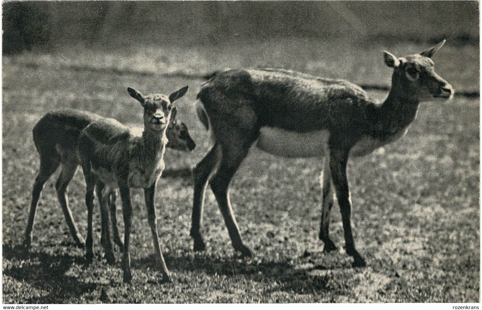 Lot 9 cartes Postales CPA AAK Deer fawn cerf hert Hirsch cervo veado ciervo La Chasse Hunting Jacht