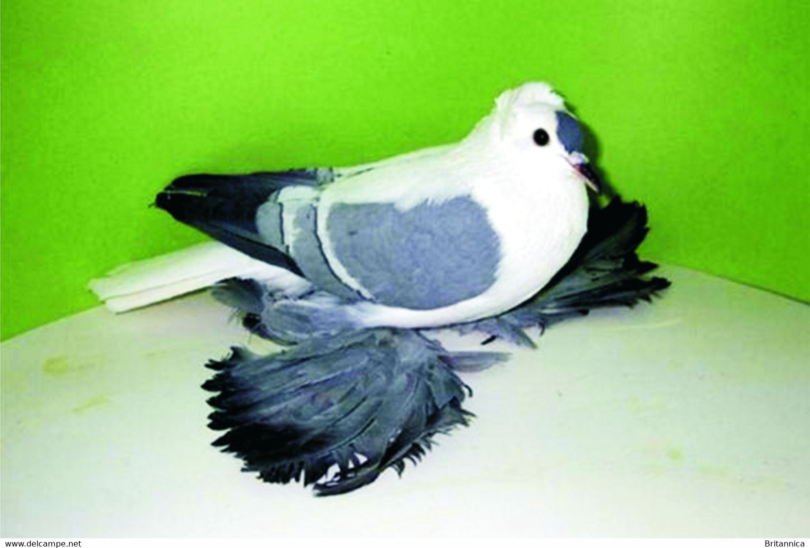 Carte Postale, Oiseaux, Pigeon Breeds Encyclopedia, Fairy Swallow - Birds
