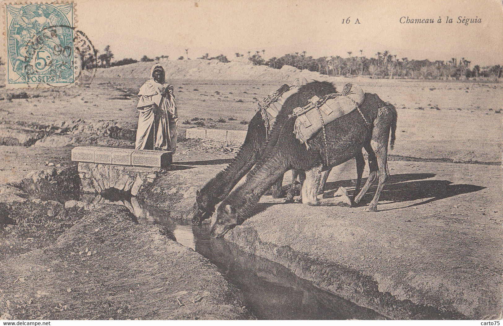 Algérie - Scènes Et Types - Chameau à La Séguia - Abreuvoir - Oblitérations 1906 Port-Vendres à Toulouse La Rochelle - Scènes & Types